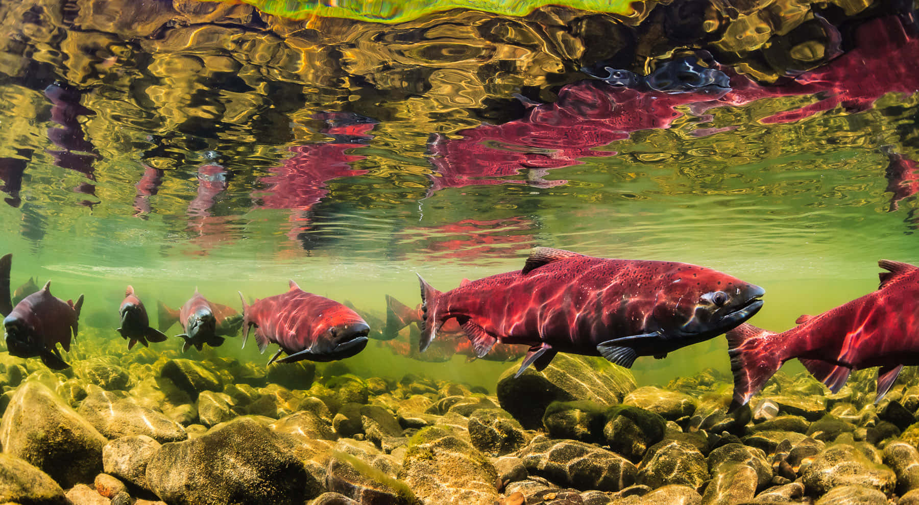 King Salmon Spawning Stream Wallpaper