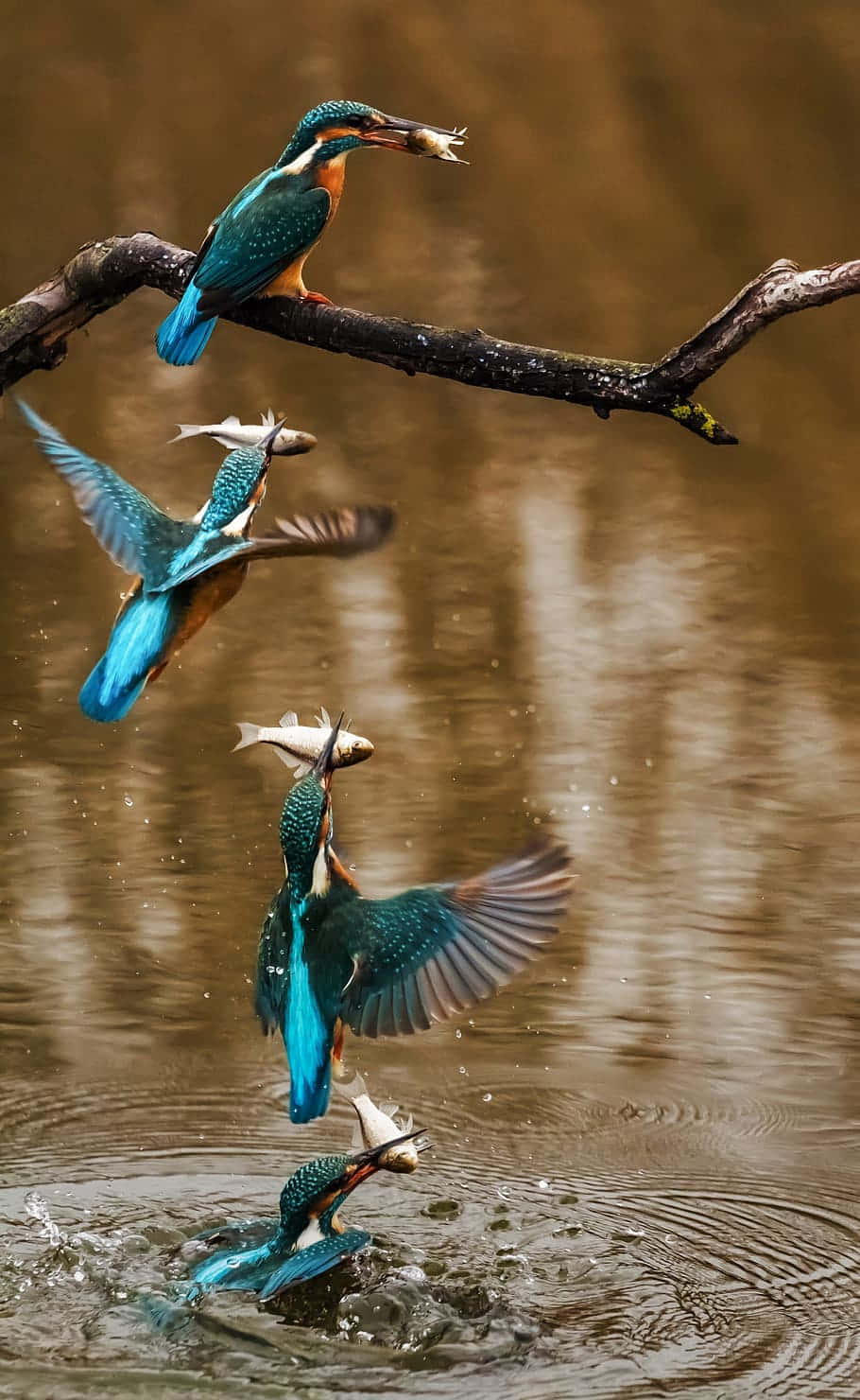 Kingfisher_ Sequence_ Catching_ Fish.jpg Wallpaper