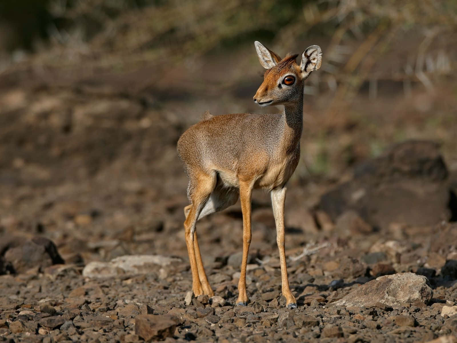 Kirk Dikdik Standingon Rocky Ground Wallpaper