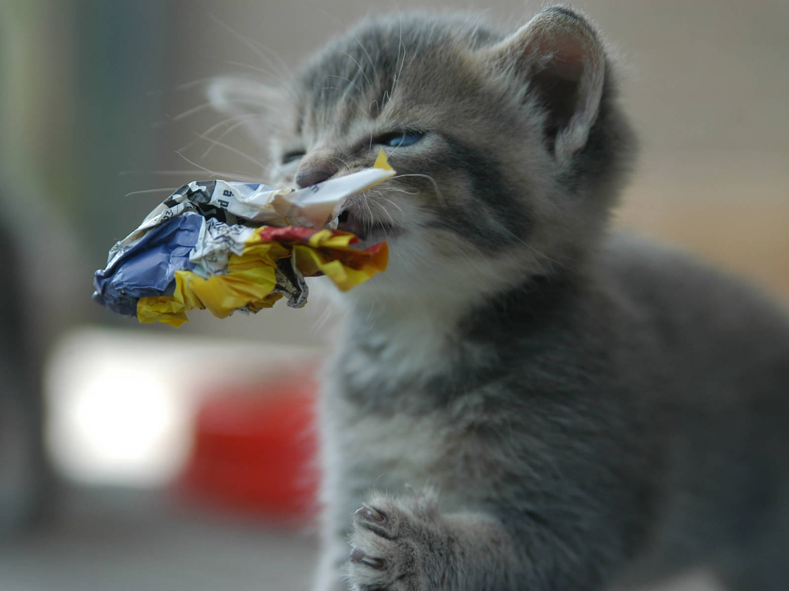 Kitten With Newspaper Wallpaper