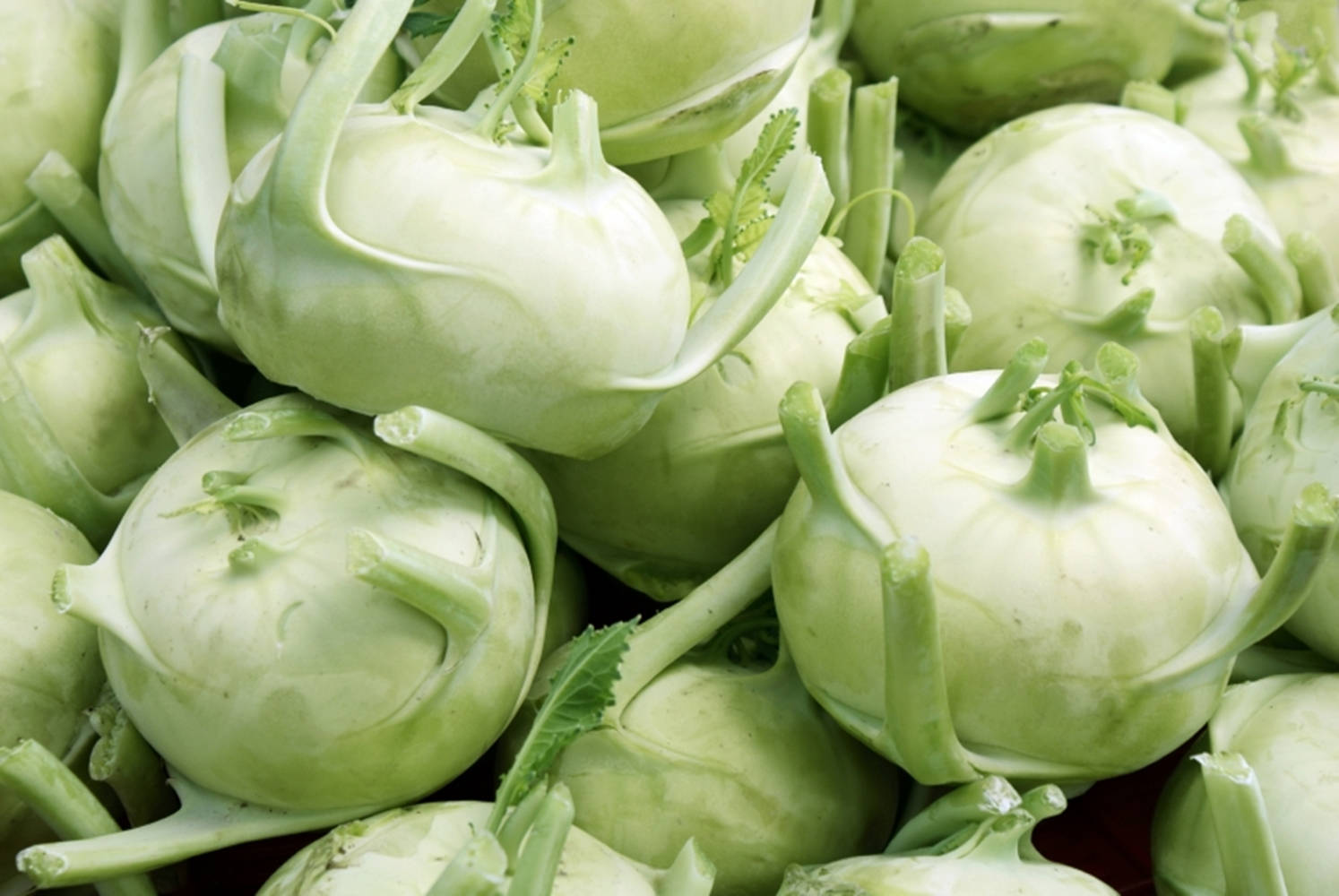 Kohlrabi Vegetable Harvest Wallpaper