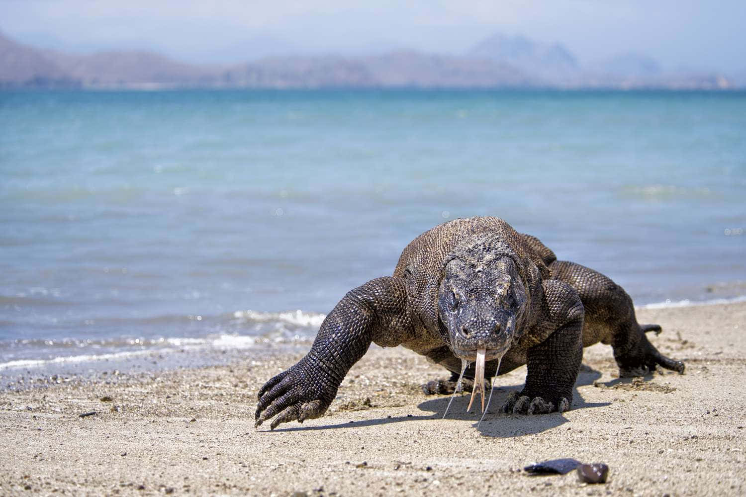 Komodo Dragon Approachingon Beach Wallpaper