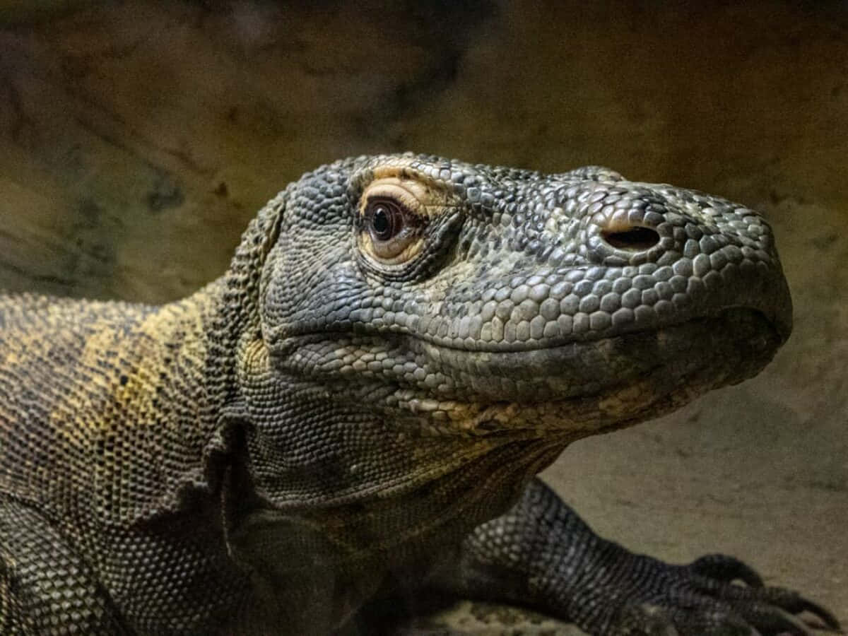 Komodo Dragon Close Up Wallpaper