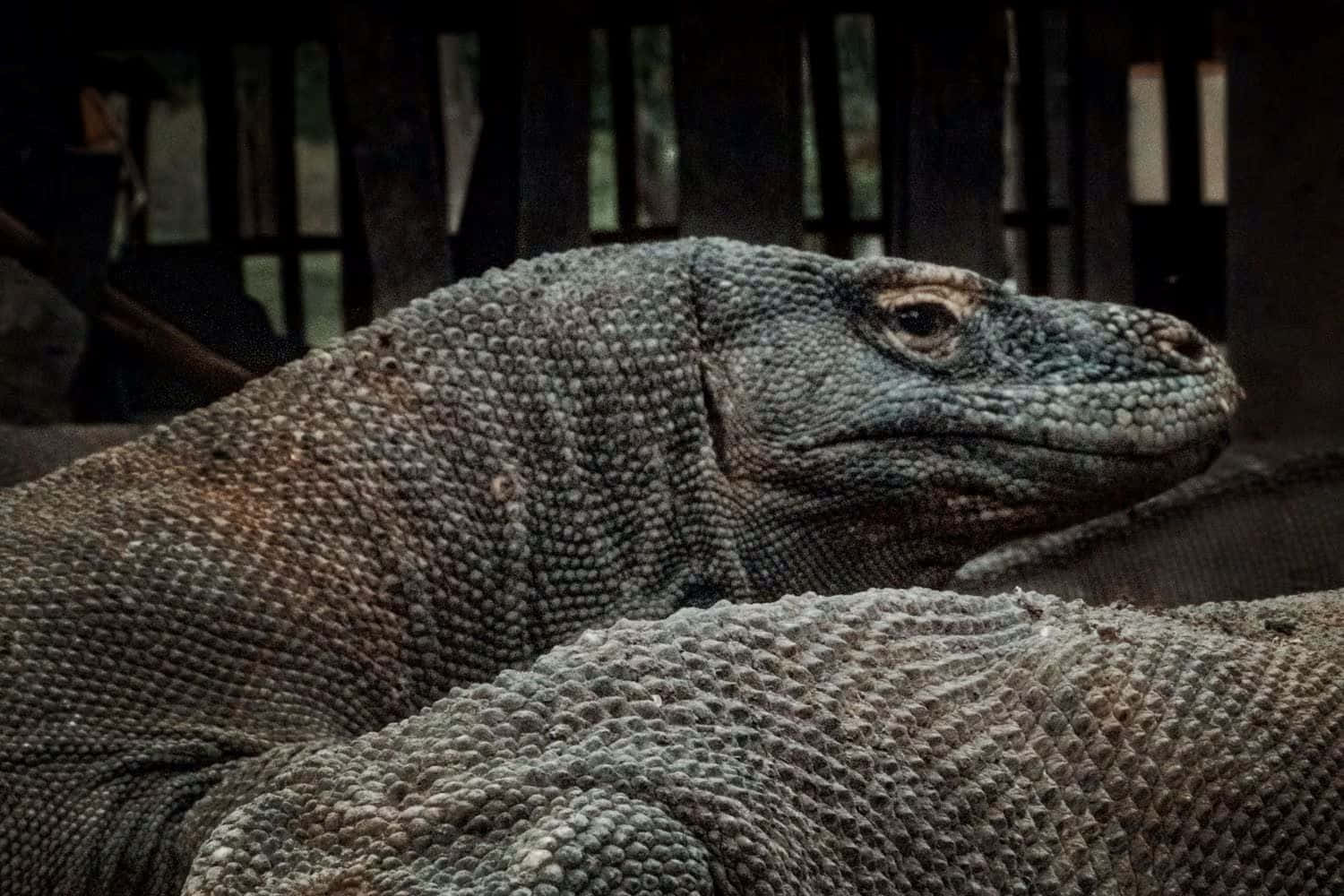 Komodo Dragon Close Up Wallpaper