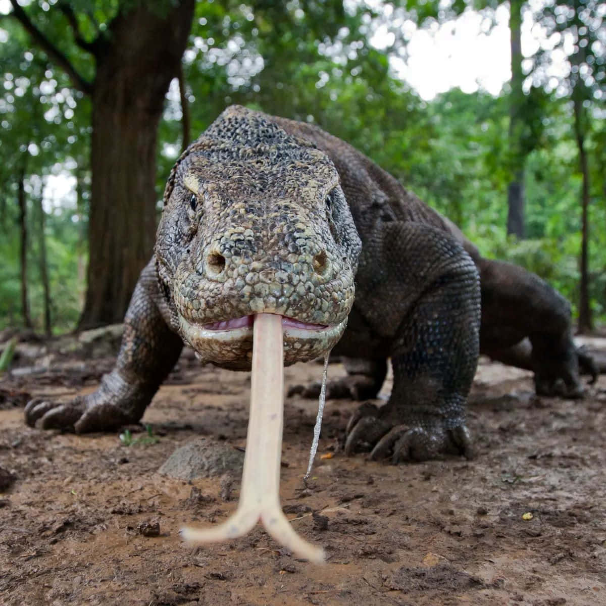 Komodo Dragon Forked Tongue Wallpaper