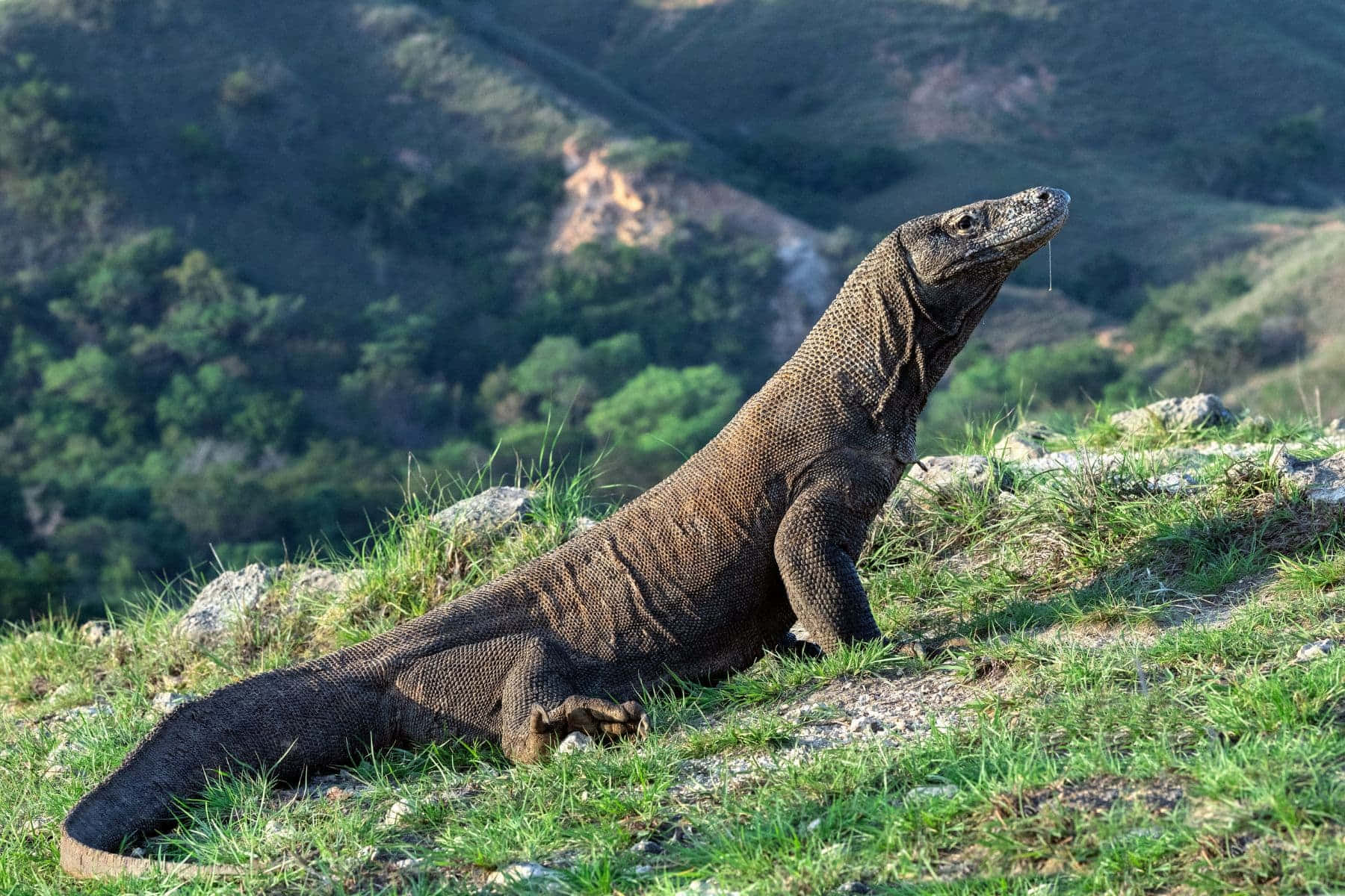 Komodo Dragon Majestic Pose Wallpaper