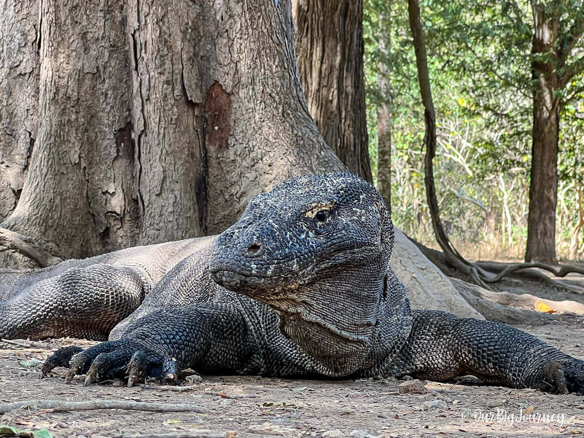 Komodo Dragon Resting Near Tree.jpg Wallpaper