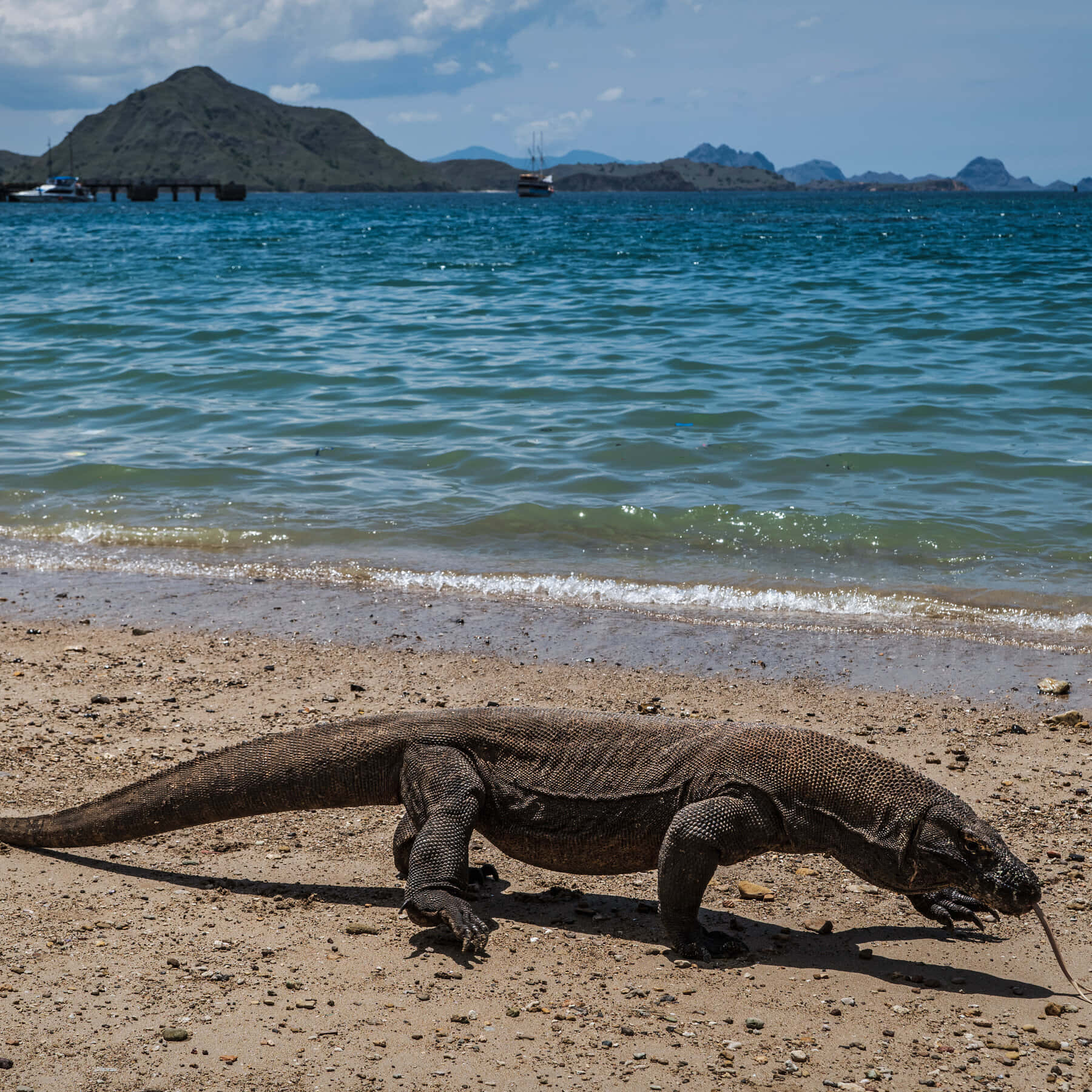 Komodo Dragon Seaside Stroll Wallpaper