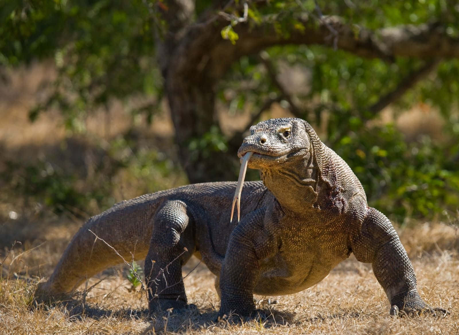 Komodo_ Dragon_ Stance.jpg Wallpaper