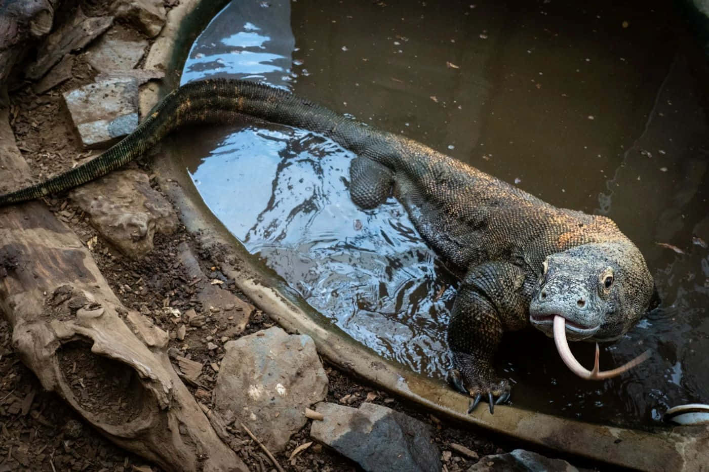 Komodo Dragonby Water Basin Wallpaper