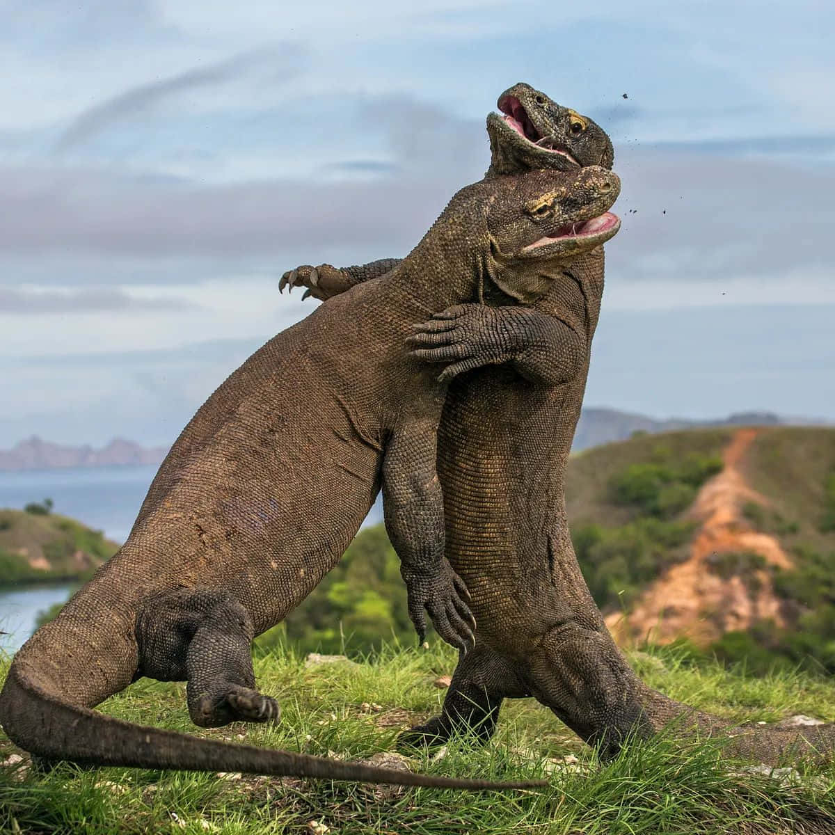 Komodo Dragons Dominance Dance Wallpaper