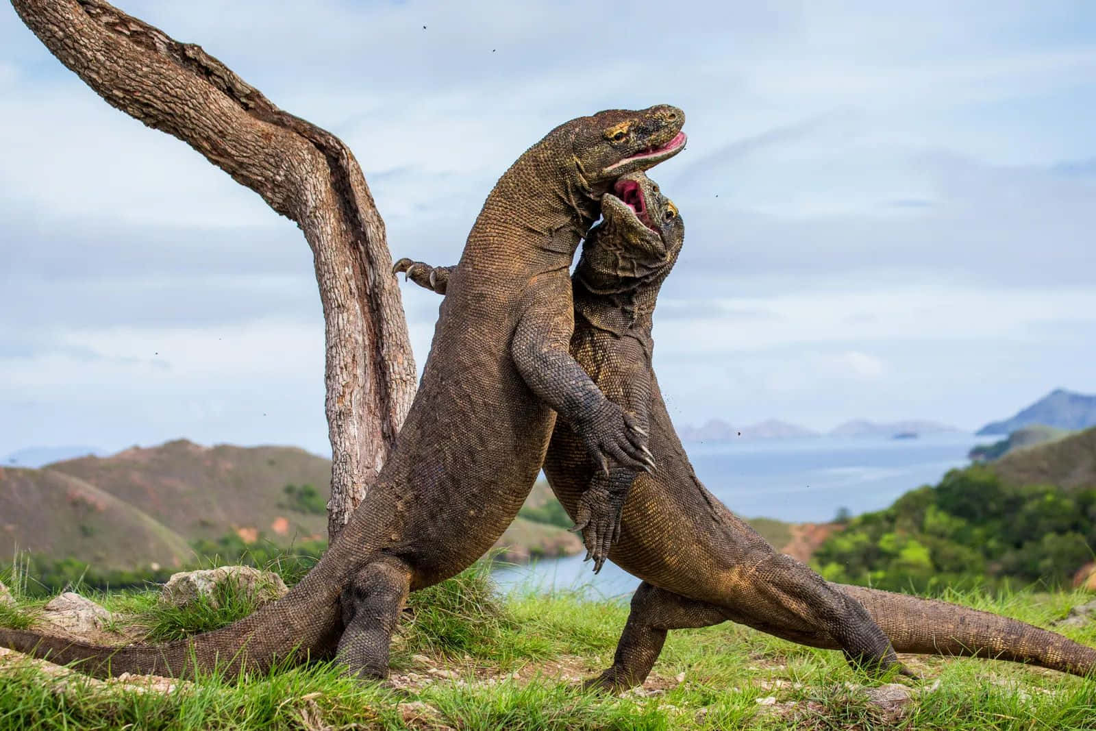 Komodo Dragons Fighting Display Wallpaper