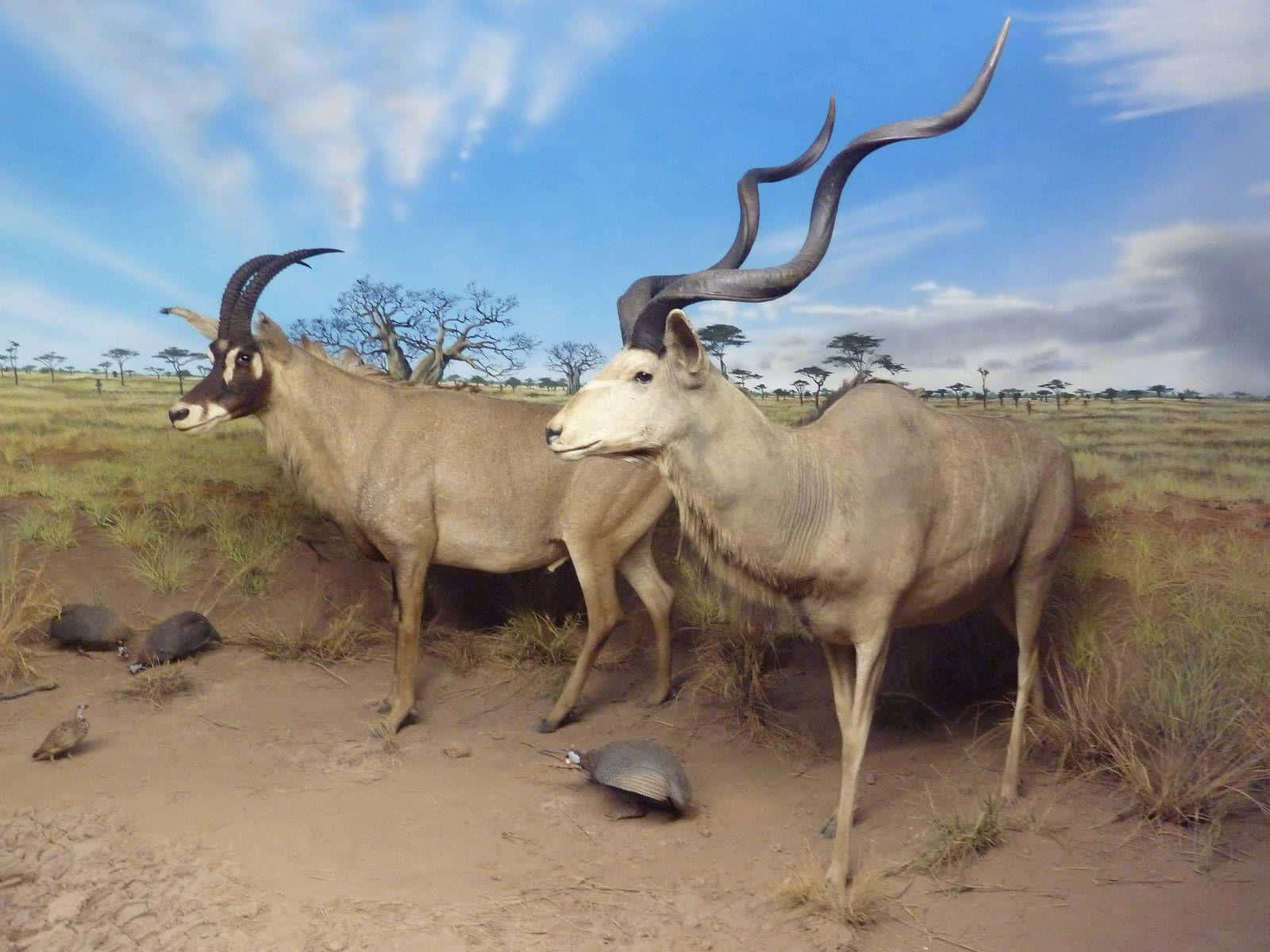 Kudu Antelopesin Savanna Habitat Wallpaper