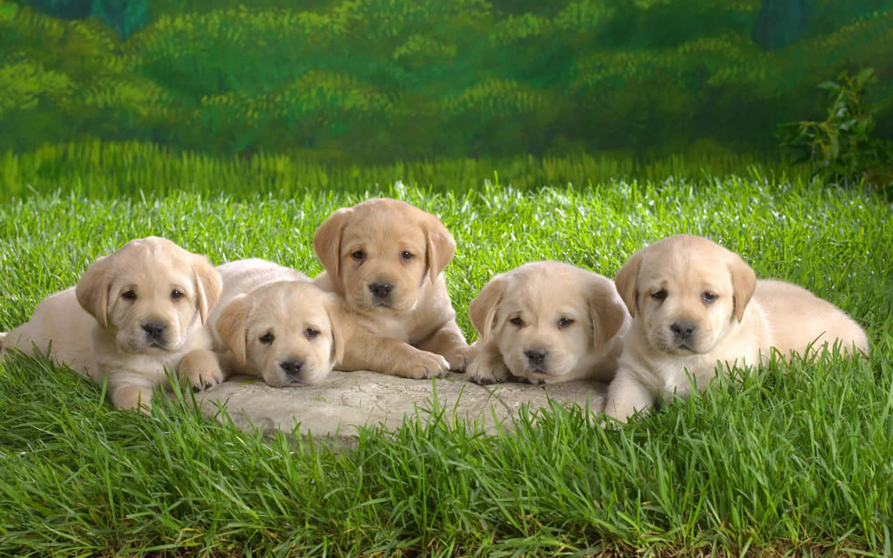 Labrador Dog Breeds In The Field Wallpaper