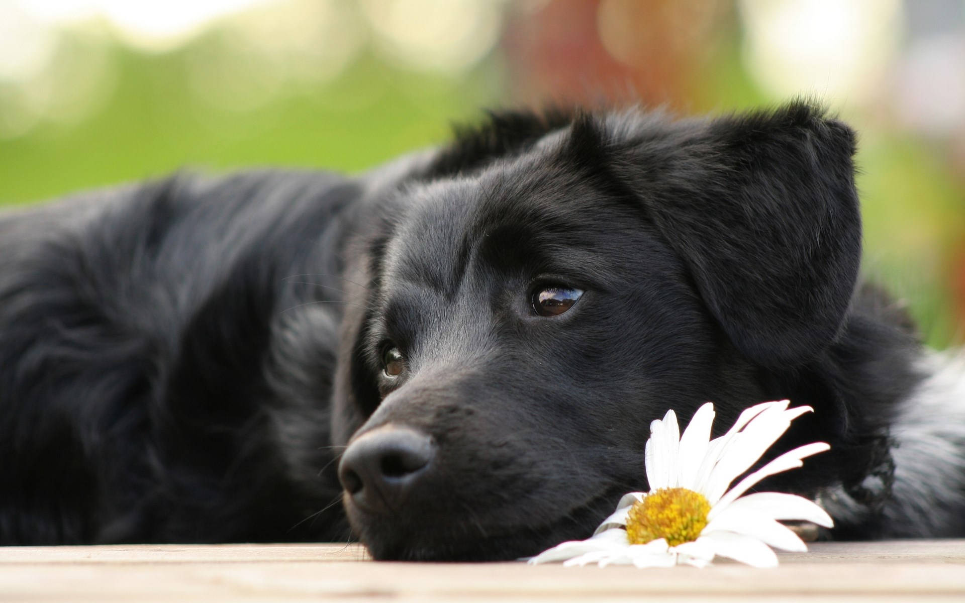 Labrador Retriever Puppy Desktop Wallpaper