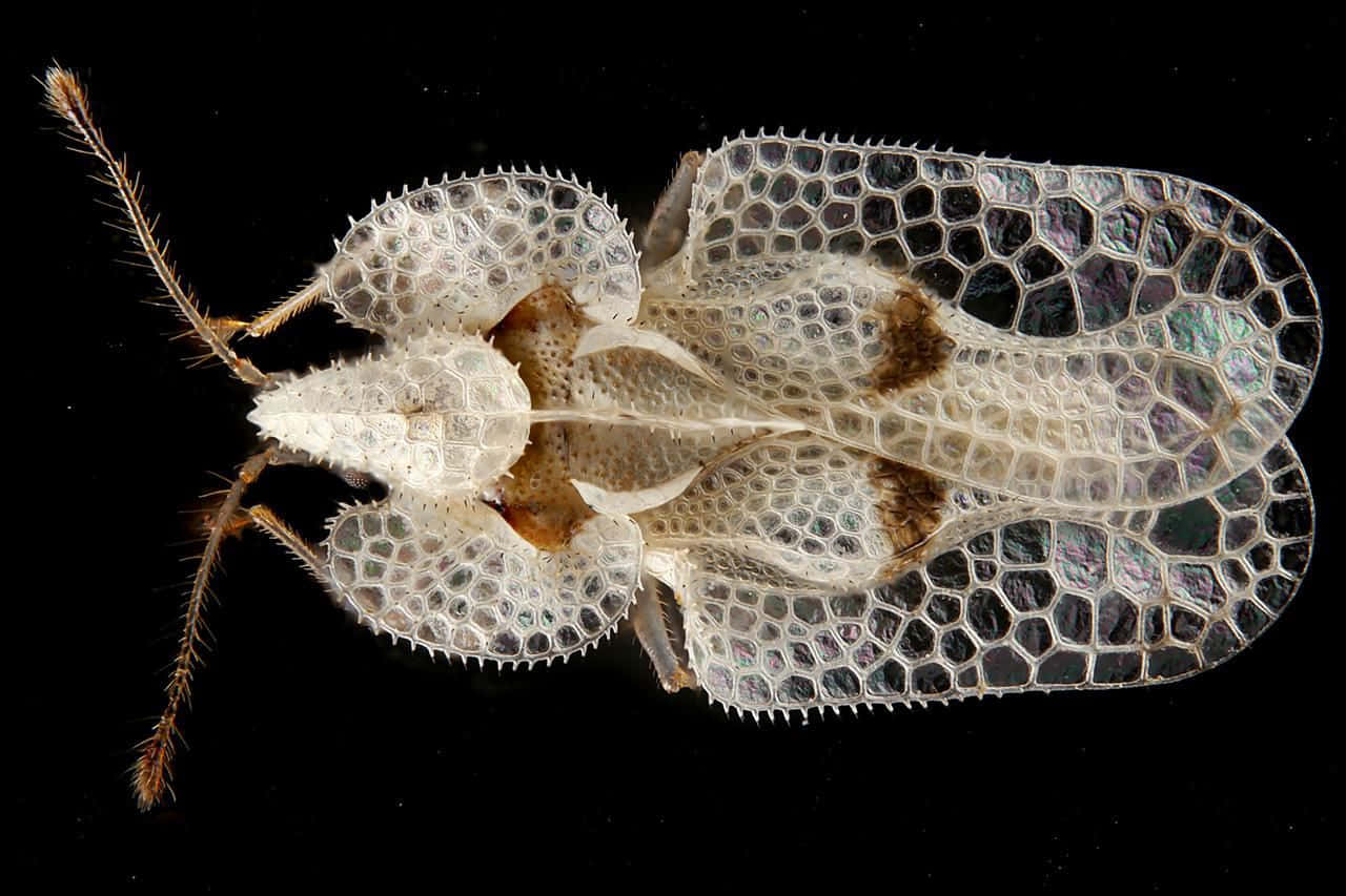 Lace Bug Detailed Wings Wallpaper