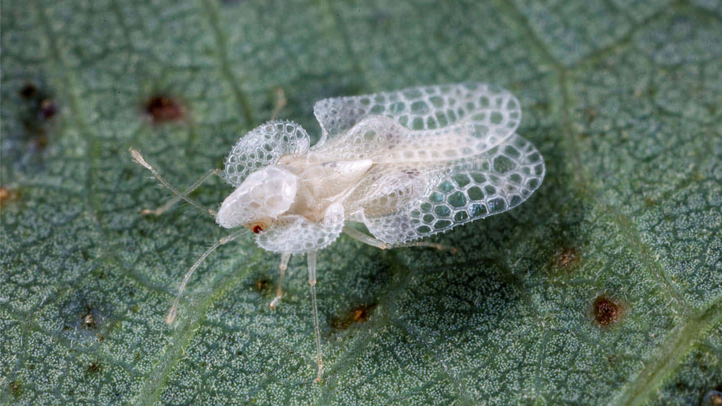 Lace Bug On Leaf Wallpaper