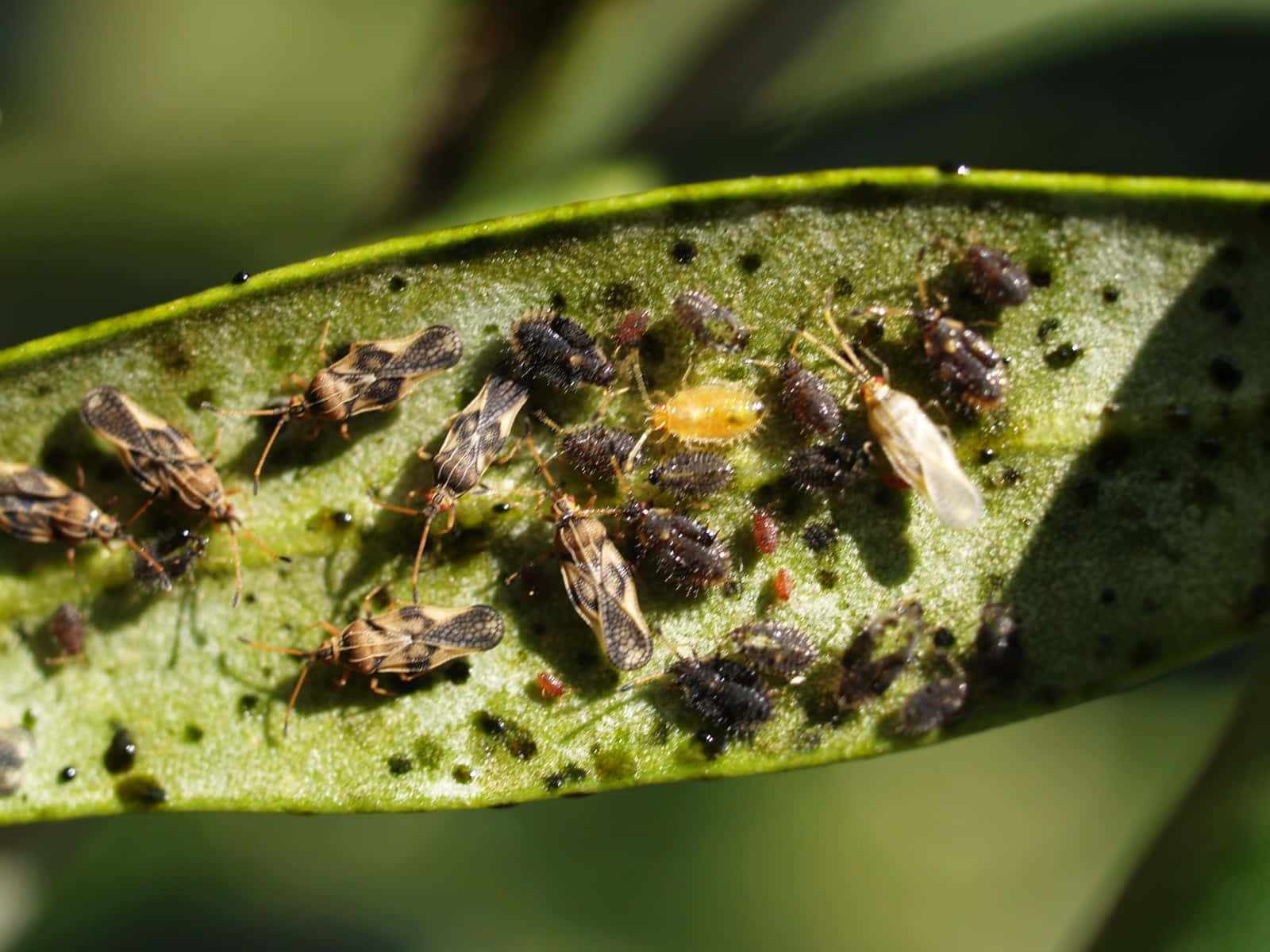 Lace_ Bugs_ Infestation_on_ Leaf Wallpaper