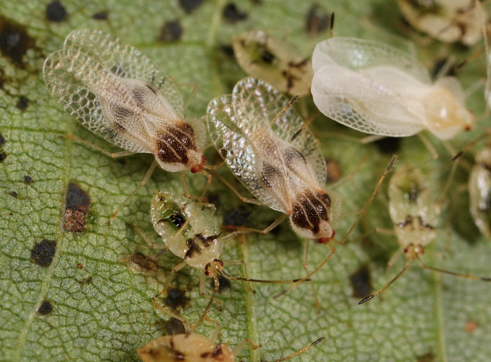 Lace Bugson Leaf Wallpaper