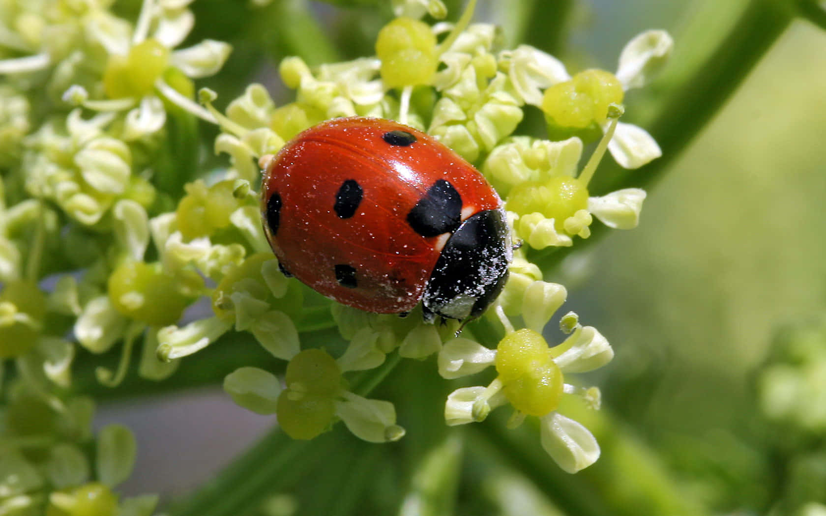 Ladybirdon Green Flower Cluster.jpg Wallpaper