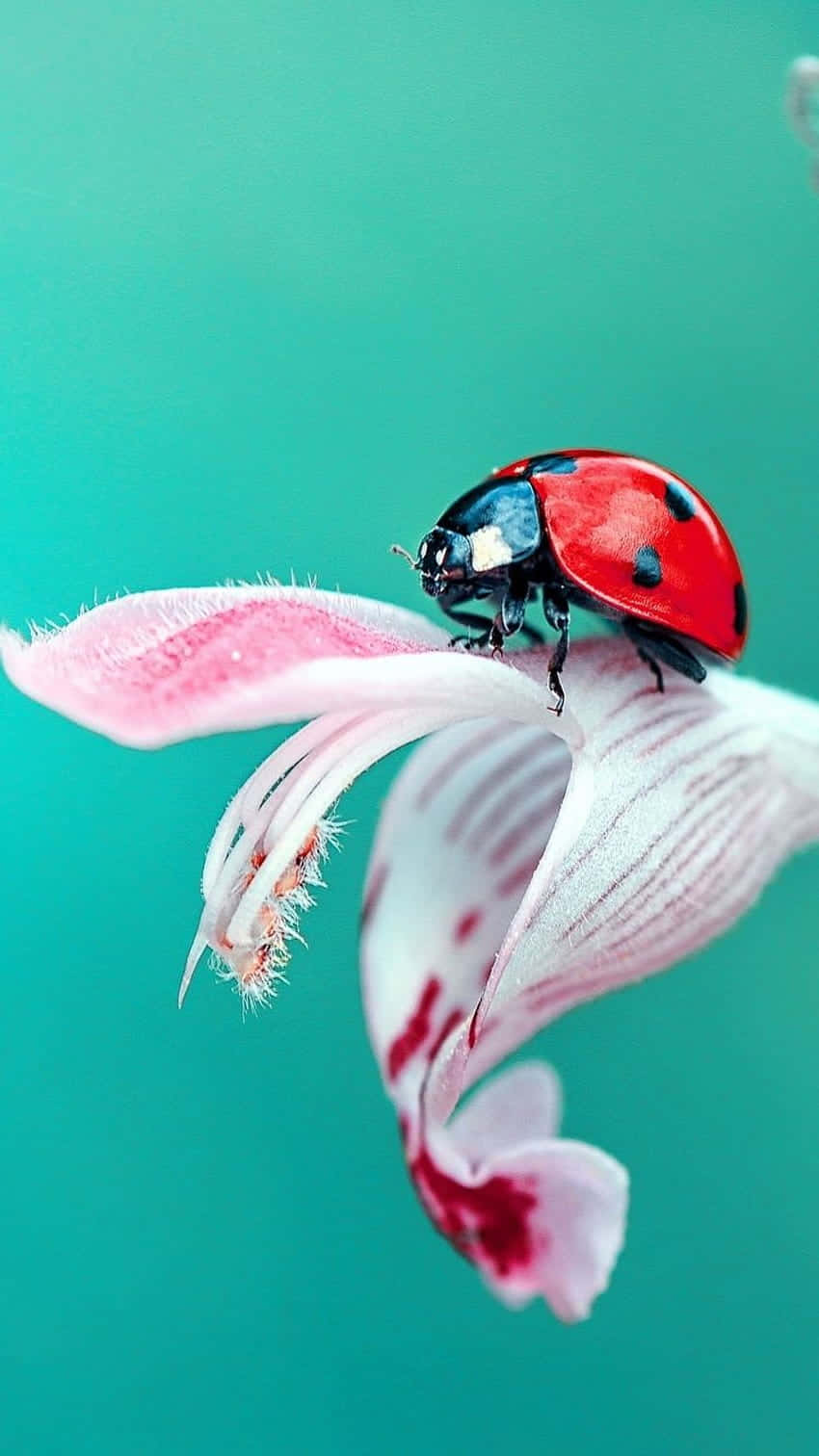 Ladybug Adorns The Iphone Wallpaper