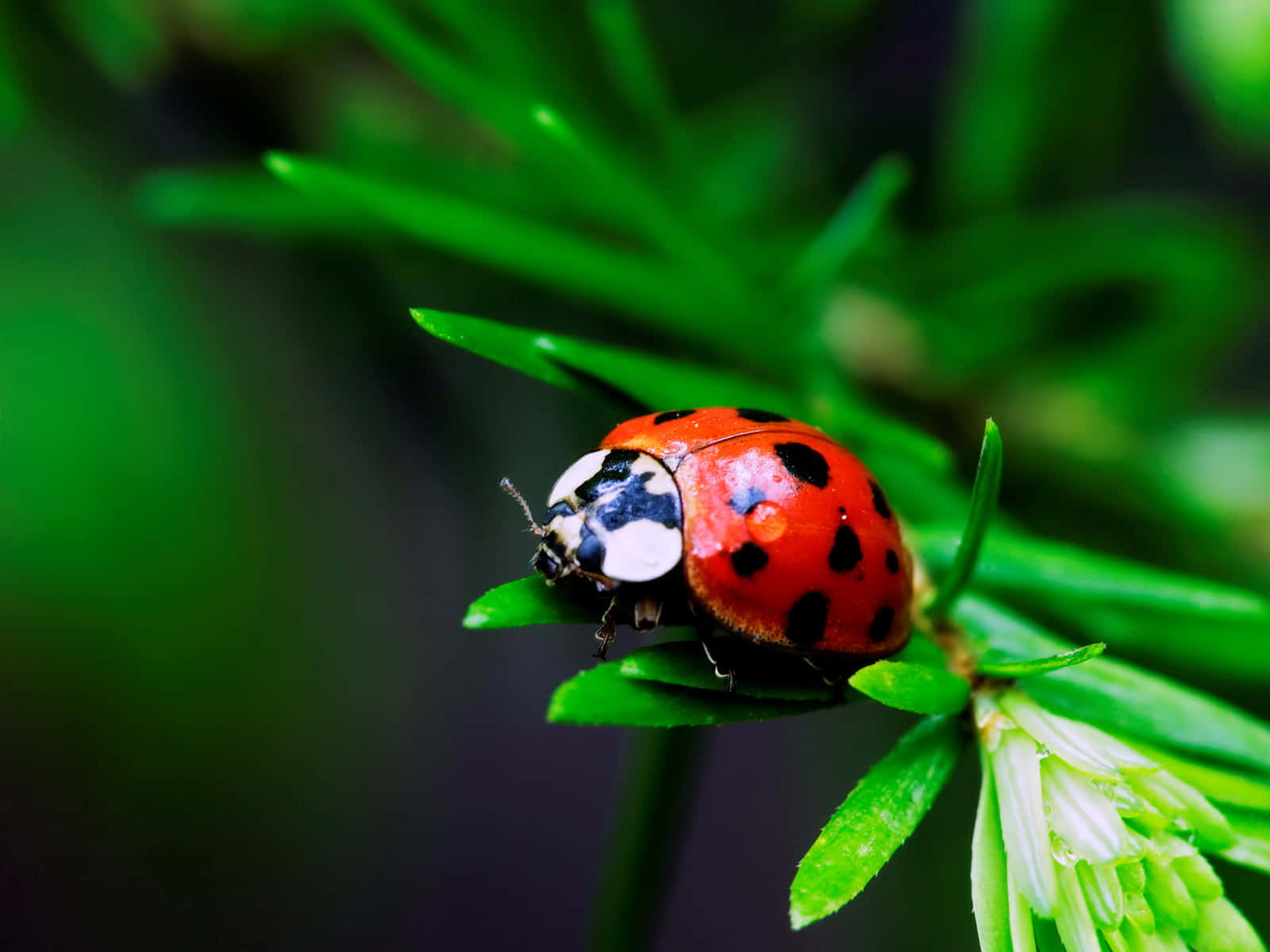 Ladybug Topped Iphone Wallpaper