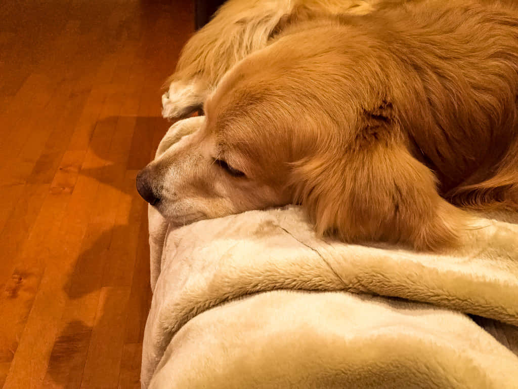 Laid-back Pup Lounging Around Wallpaper