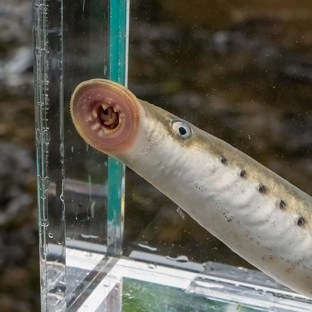 Lamprey Attachedto Glass Wallpaper