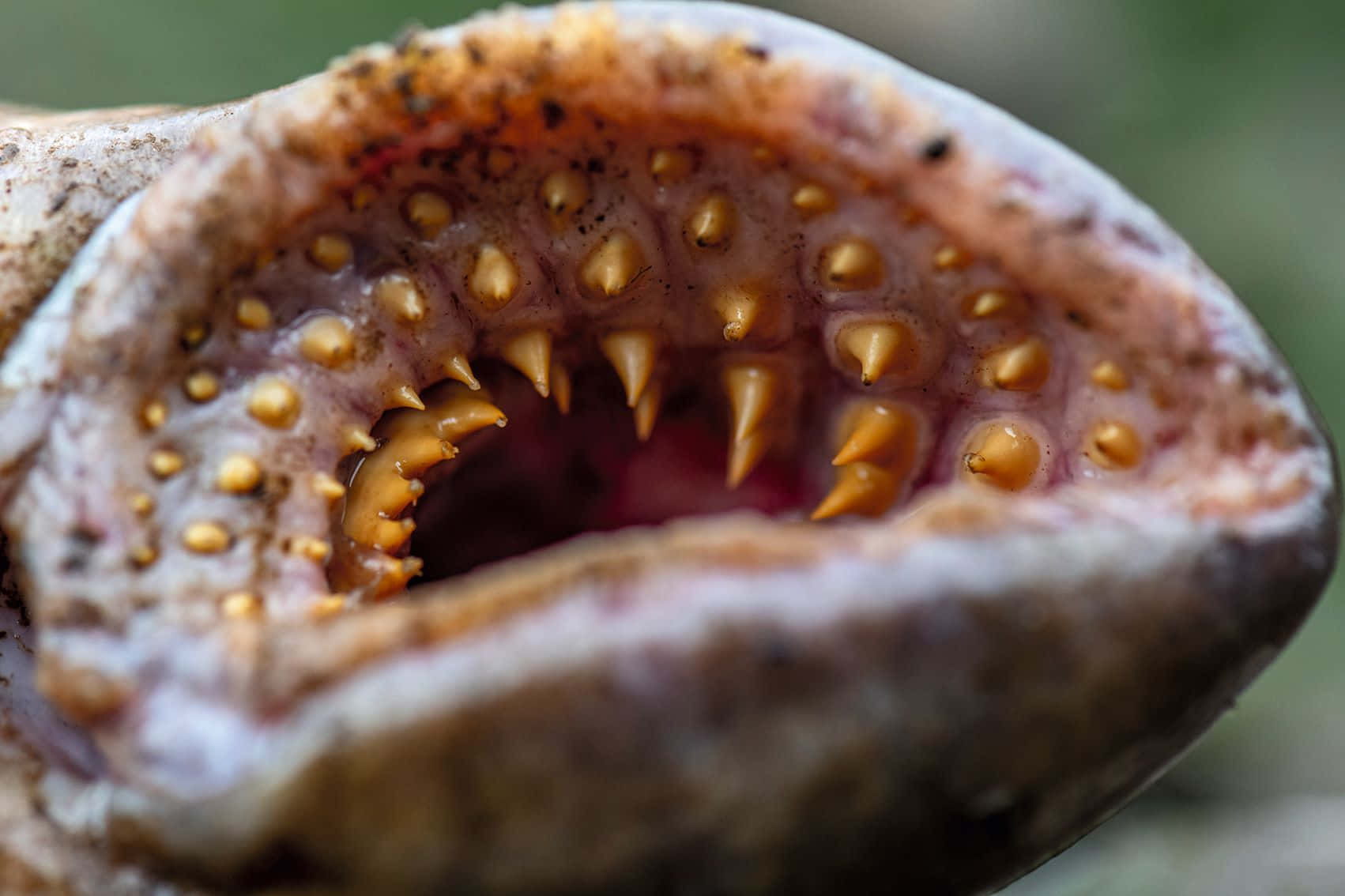 Lamprey Mouth Close Up Wallpaper