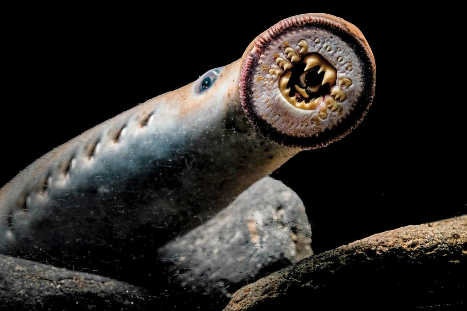 Lamprey Mouth Closeup Wallpaper