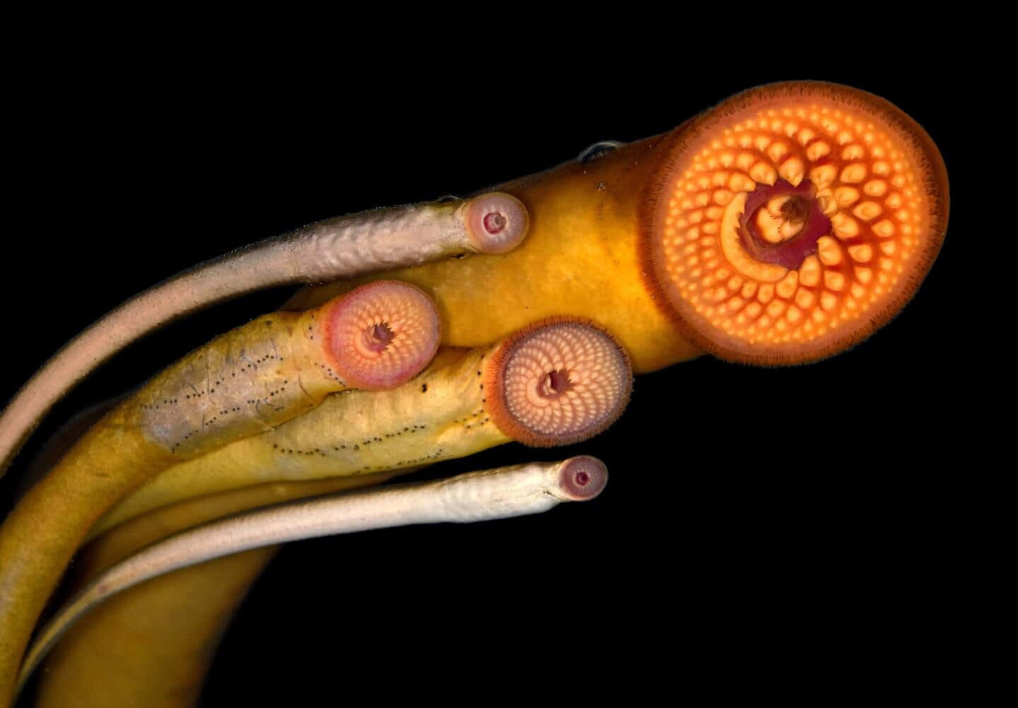 Lamprey Mouths Close Up Wallpaper