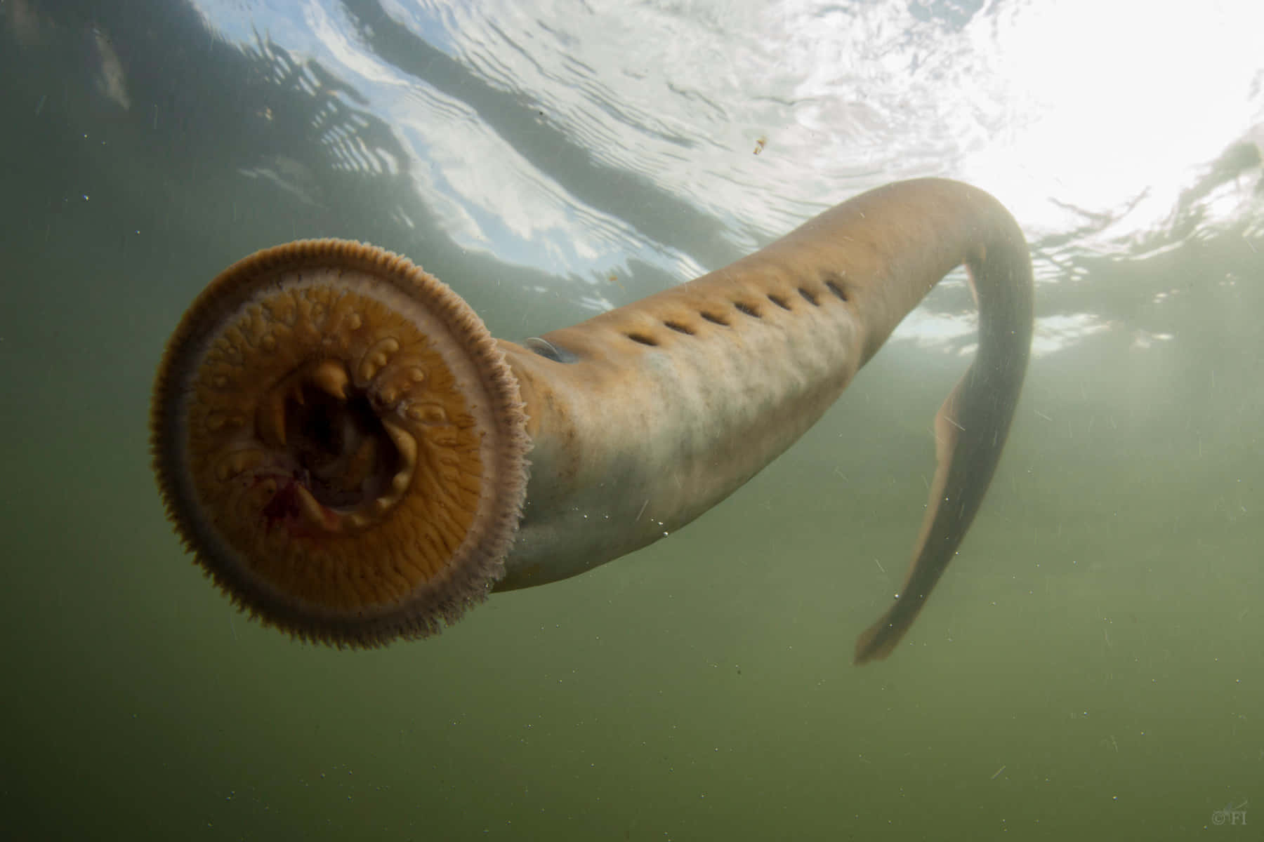 Lamprey Swimming Underwater Wallpaper