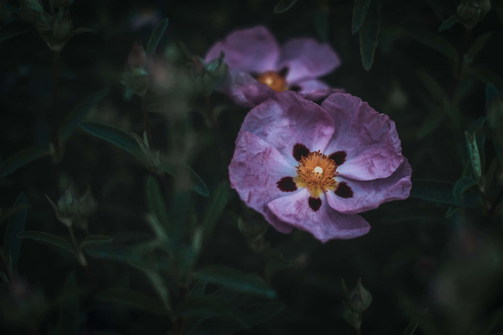 Languishing Pink Rock Rose Desktop Wallpaper