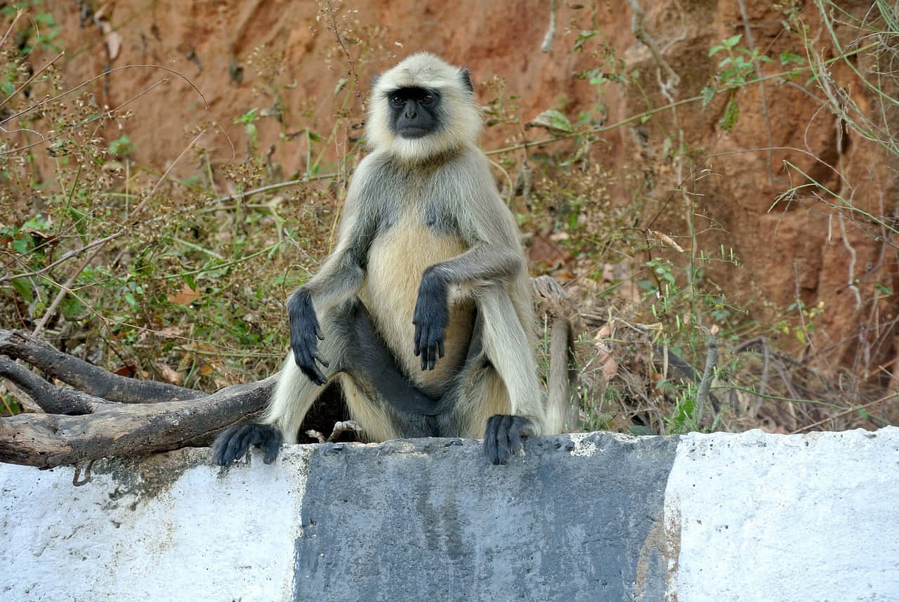 Langur Monkey Seatedon Wall Wallpaper