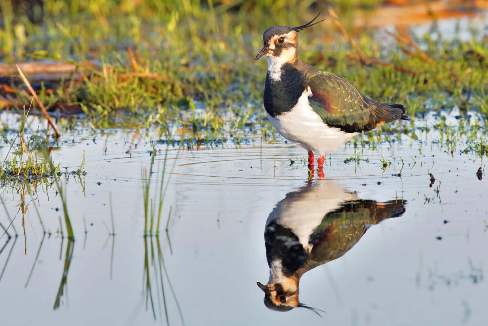 Lapwing Reflectionin Water Wallpaper