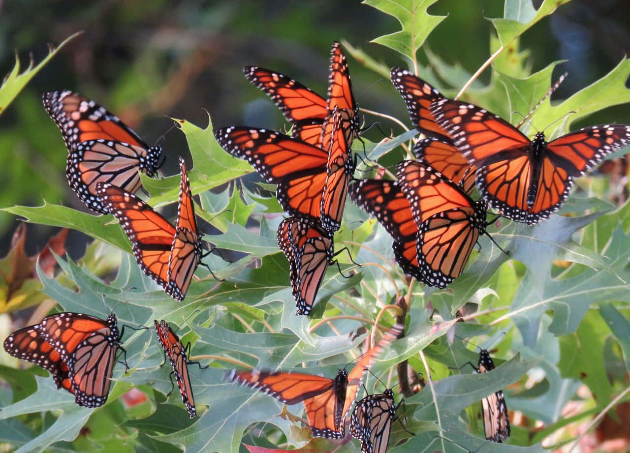 Large Flock Of Monarch Butterflies Migrating During Autumn Wallpaper