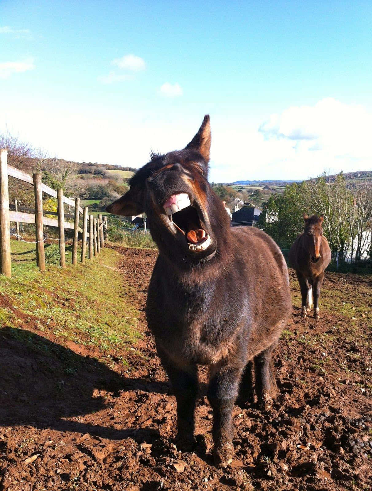 Laughing Donkeyin Countryside.jpg Wallpaper