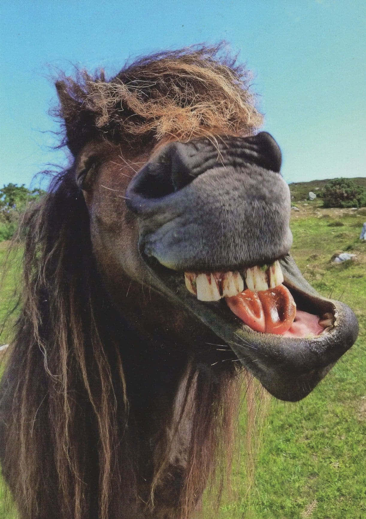 Laughing Horse Grin.jpg Wallpaper