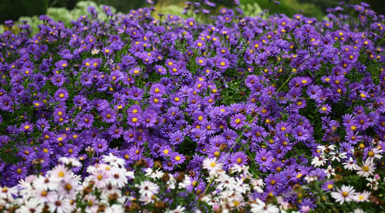 Lavender And White Flowers With Perennial Smell Wallpaper