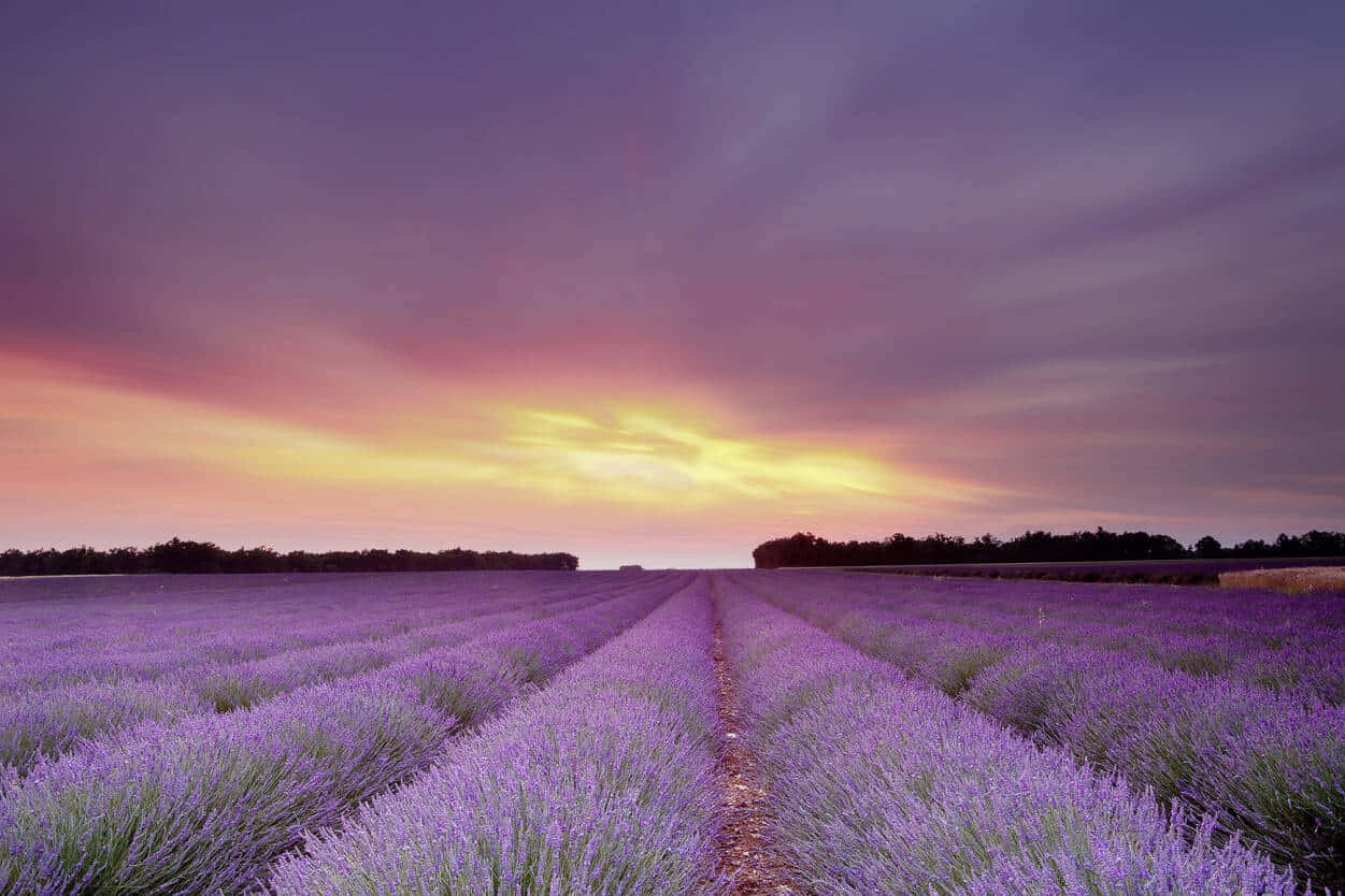 Lavender Fields Enjoy The Enchanting Scent Of Lavender In This Breathtaking European Field. Wallpaper