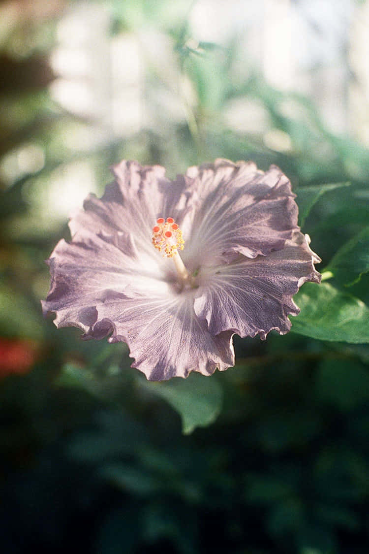 Lavender Hibiscus Bloom Sunlit Wallpaper