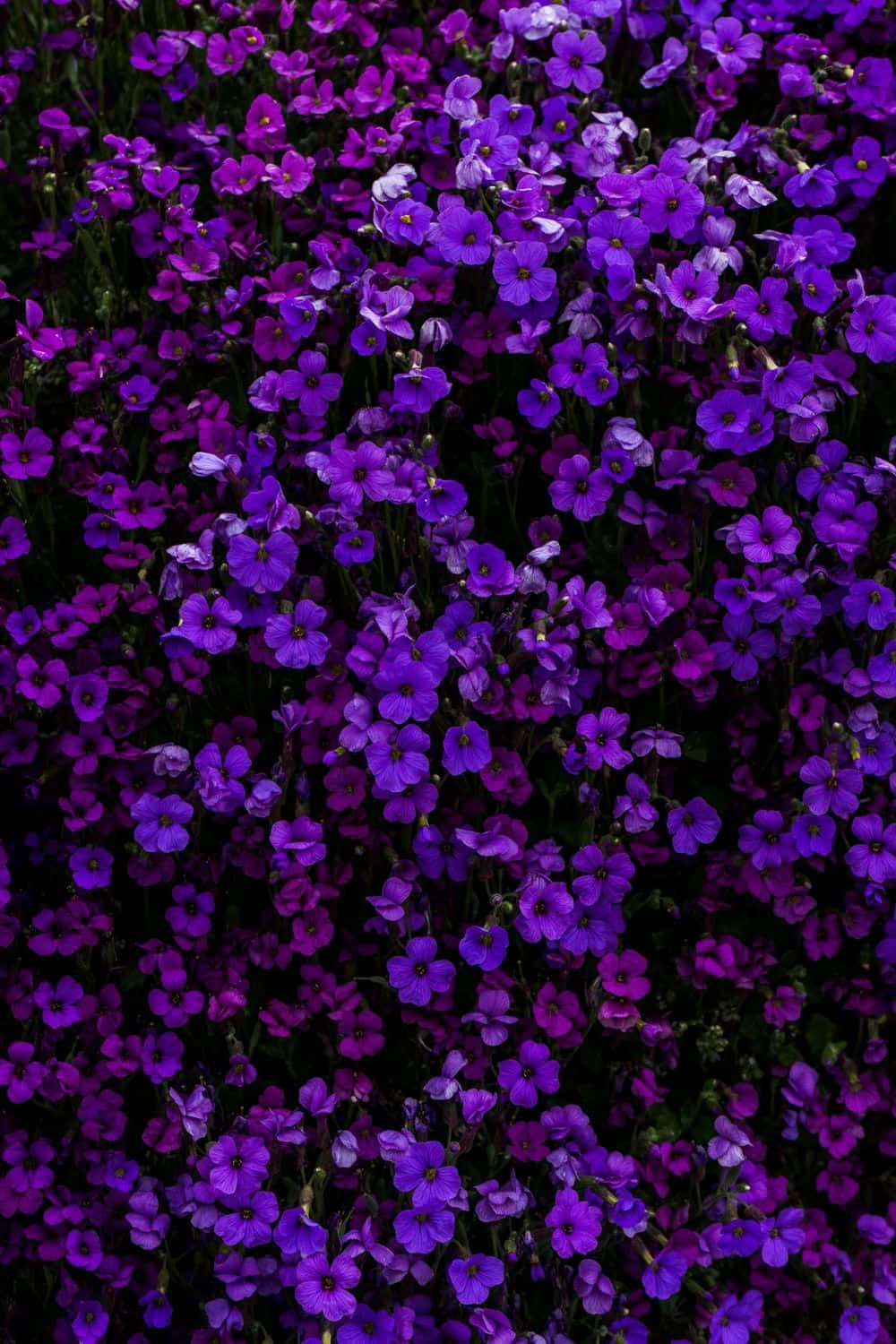 Lavender Purple Floral Backdrop Wallpaper