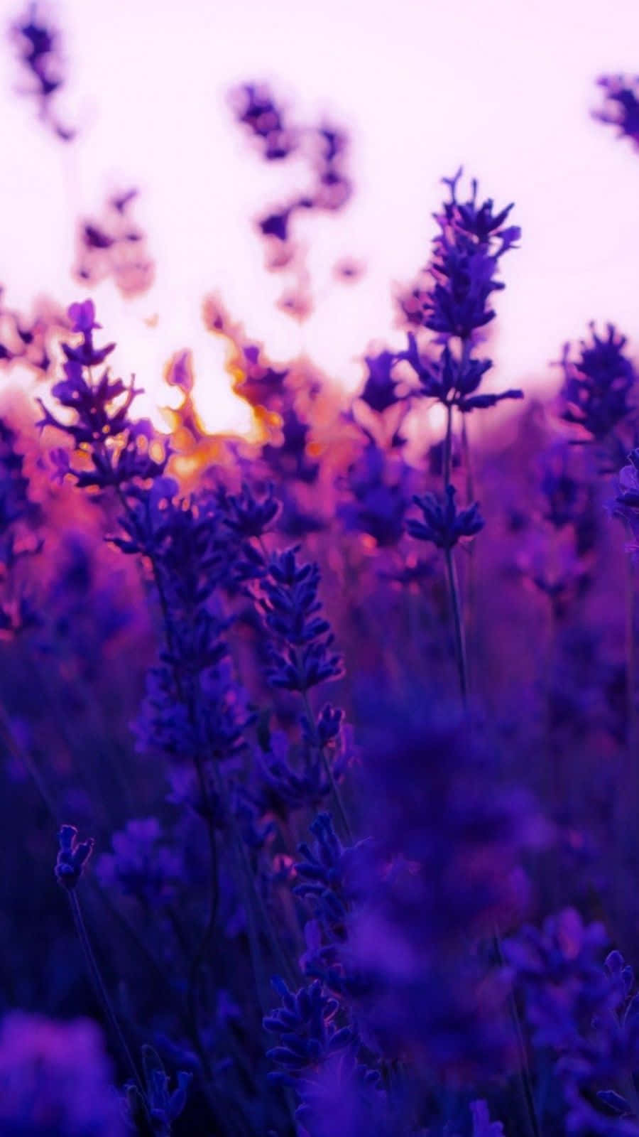 Lavender Purple Portrait With Sunset Wallpaper