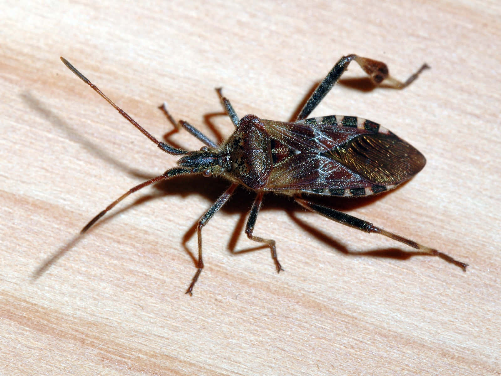 Leaf Footed_ Bug_ Closeup Wallpaper