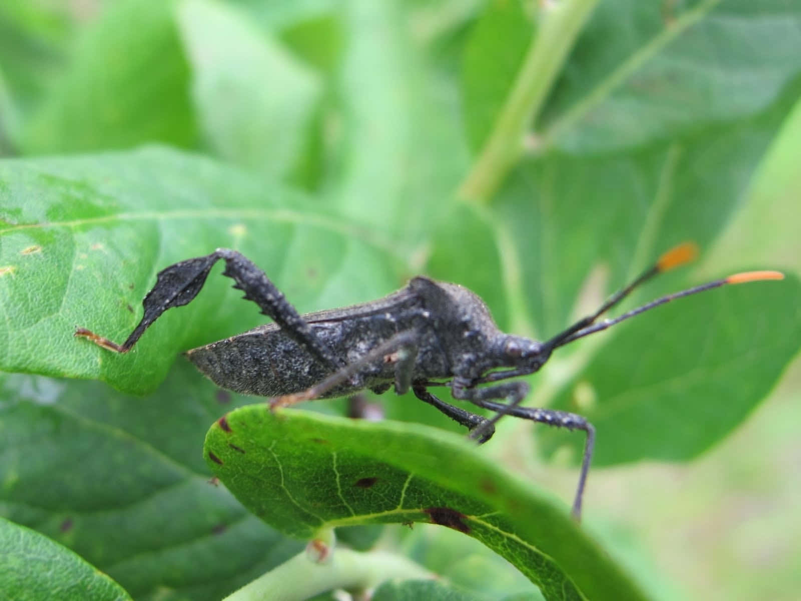 Leaf Footed Bug On Green Leaf Wallpaper