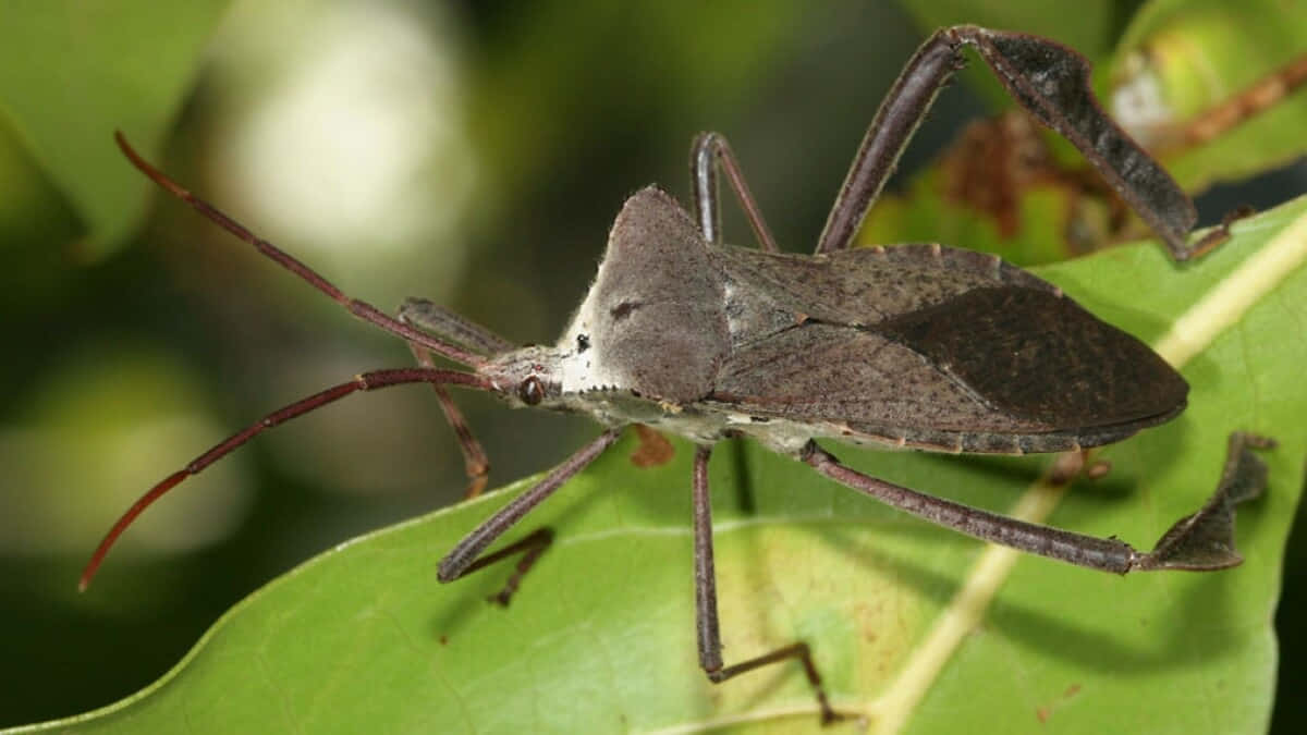 Leaf Footed Bug On Green Leaf Wallpaper