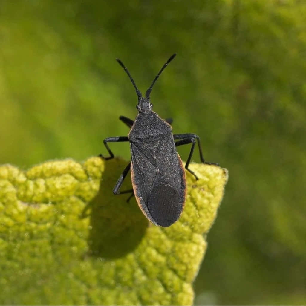 Leaf Footed Bug On Green Leaf Wallpaper