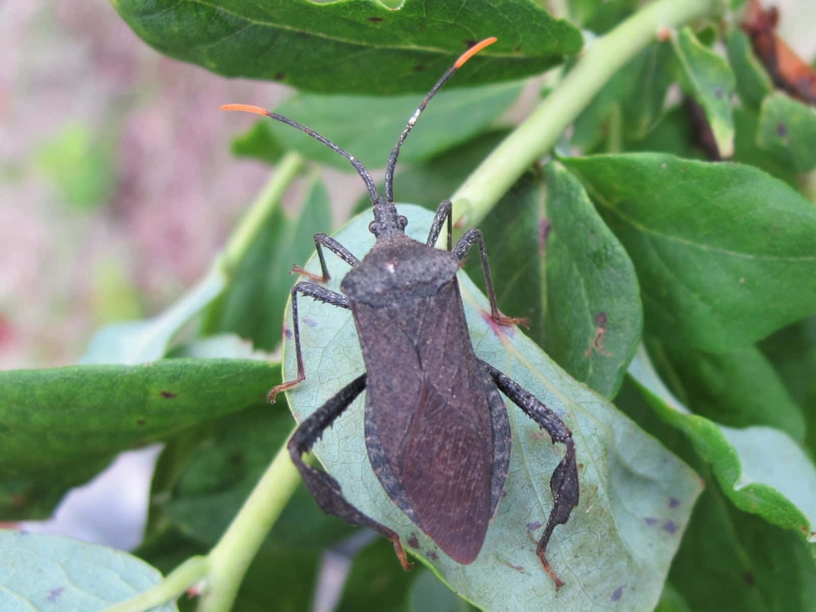 Leaf Footed Bug On Green Leaf Wallpaper