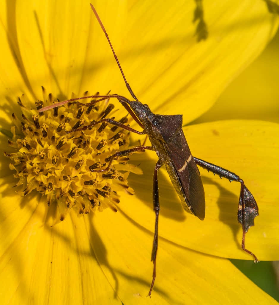 Leaf Footed Bug On Yellow Flower Wallpaper