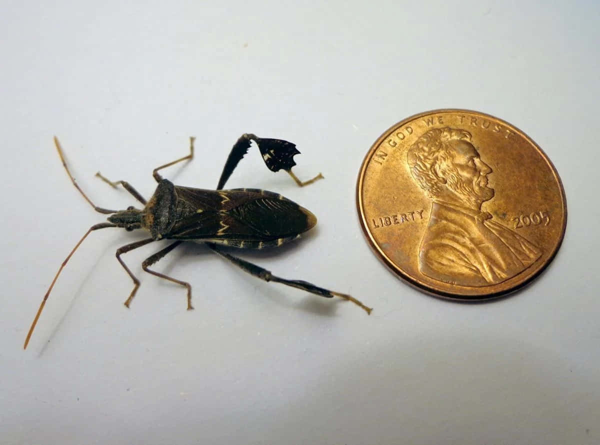 Leaffooted Bug Beside Penny Wallpaper